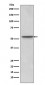 Anti-Src Rabbit Monoclonal Antibody